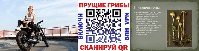 Галлюциногенные грибы Psilocybine cubensis  Константиновск 